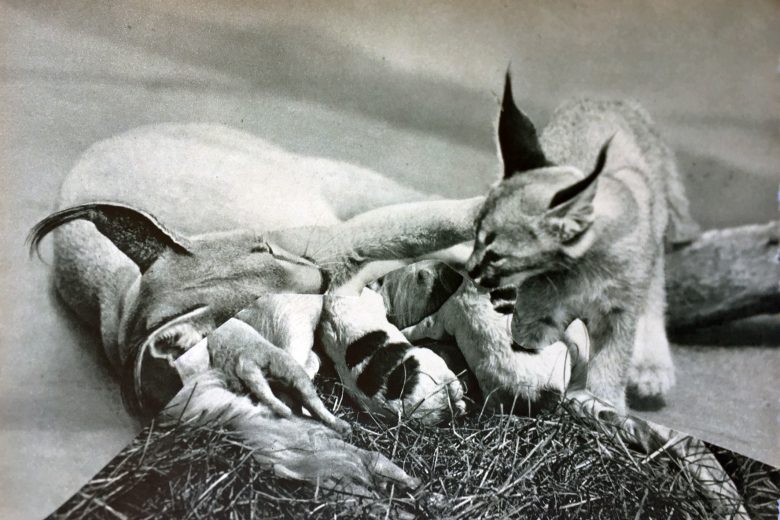 Kerstin Stephan, &bdquo;Wild Animals&ldquo;, 2017